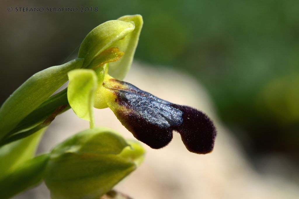 Ophrys fusca s.l. da determinare - Salento - Lecce